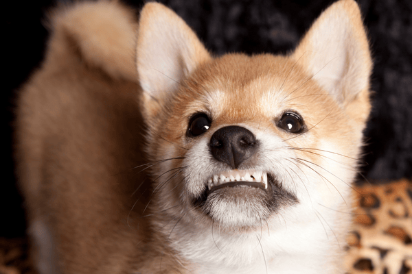Štěňátko Akita Inu